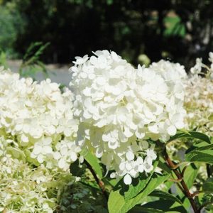Hydrangée paniculée « Bobo »