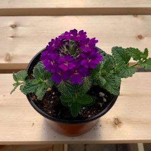 Verveine mauve