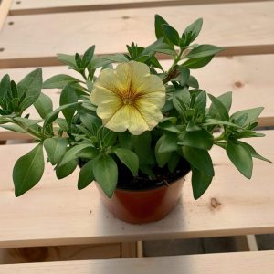 Pétunia Jaune Clair
