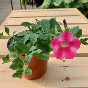 Pétunia Rose Étoilé