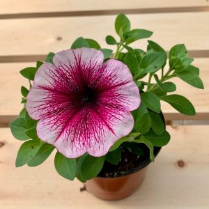 Pétunia Rose Veinée