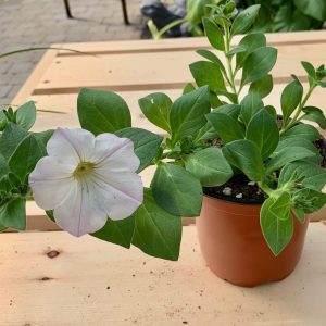 Pétunia Blanc