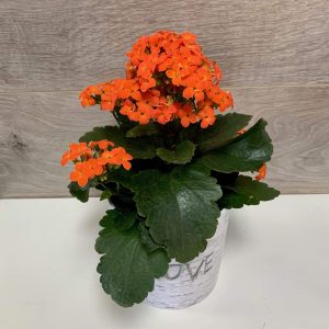 Kalanchoe