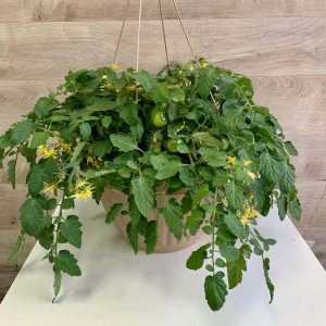 Panier suspendu de tomates cerise