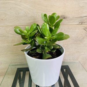 Crassula Jade