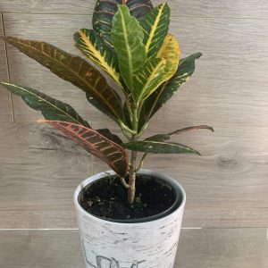 Croton