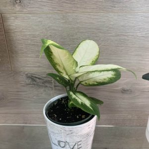 Dieffenbachia