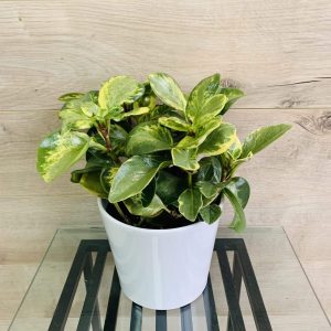 Peperomia