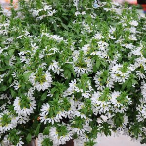 Scaevola
