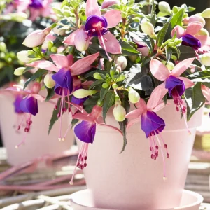 Fuchsia Bella Mariska