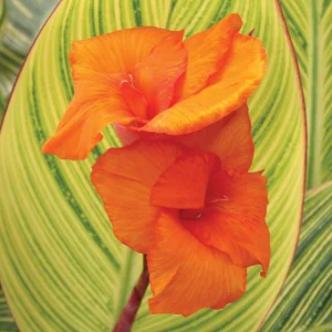 Canna Pretoria