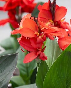 Canna Fire Dragon