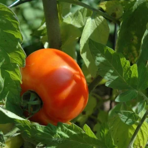 Tomate Célébrité (5po)