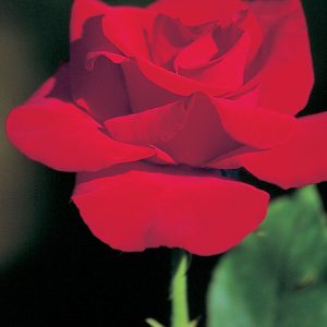 Rosier Peggy Rockefeller